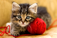 Cat Cleanup Hairball in Carpet