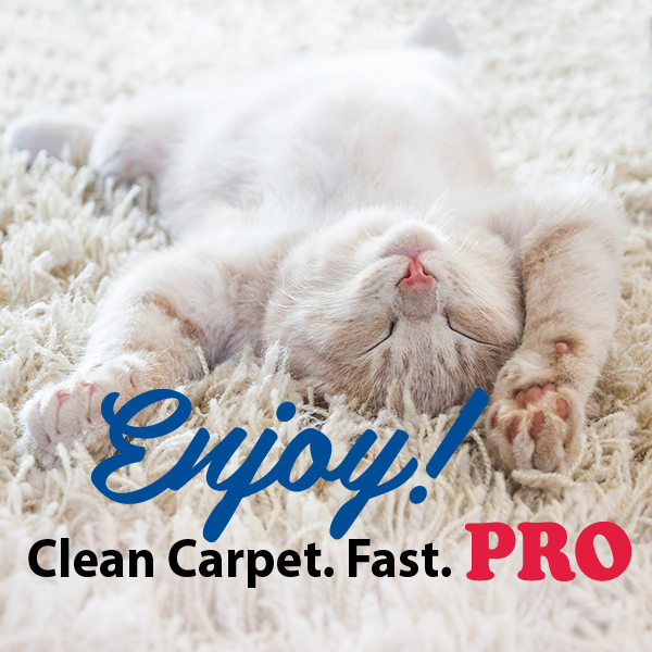 Enjoy Clean Carpeting Fast, Cat Relaxing on Carpet