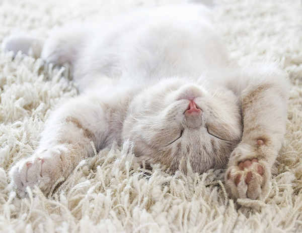 Enjoy Clean Carpeting Fast, Cat Relaxing on Carpet